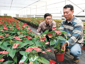 荷蘭高檔花卉與新移民在長興泗安的苗木產(chǎn)業(yè)融合