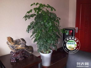 上海徐匯區(qū)植物租擺與綠化租賃服務(wù) 專業(yè)鮮花綠植與苗木供應(yīng)