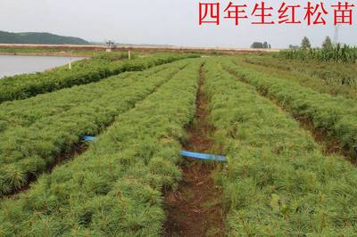 專業(yè)園林綠化苗木供應(yīng)與施工服務(wù)——以吉林船營太平苗圃為例