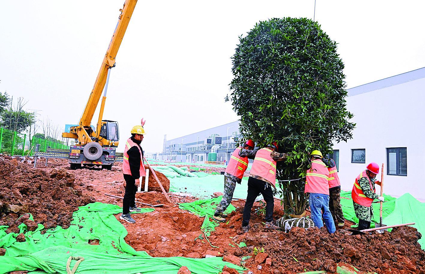 春節奮戰不停歇，重慶“燈塔工廠”四月竣工在即，園林綠化同步推進